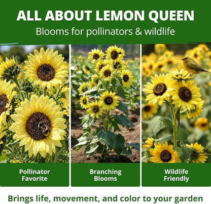 HOME GROWN Lemon Queen Sunflower Seeds for Planting Outdoors – 100 Heirloom Non-GMO Giant Sunflower Seeds to Plant, Open-Pollinated Multi-Bloom Cut Flowers, Heat & Drought Tolerant (Helianthus annuus)