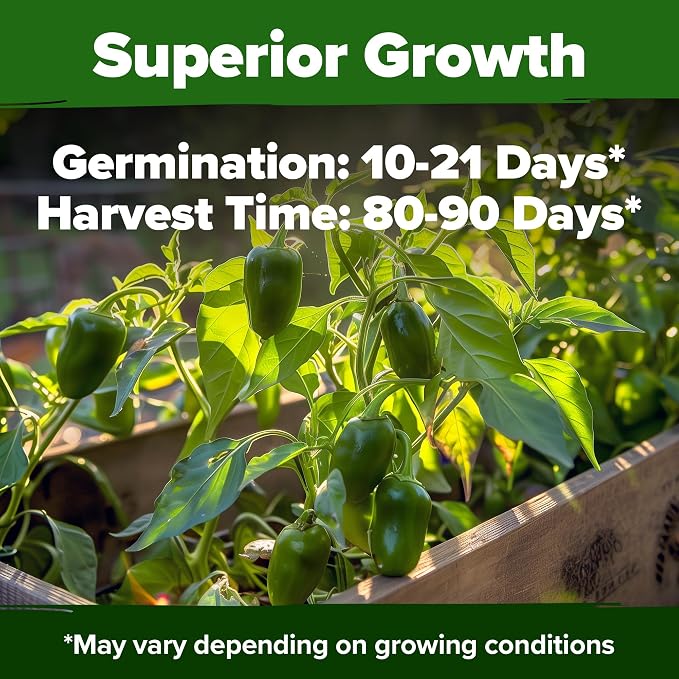 HOME GROWN Jalapeno Pepper Seeds 129+ Heirloom Non-GMO Seeds for Planting, High Germination, Mild to Medium Heat Hot Peppers, Prolific Garden Crop, Perfect for Salsa & Pickling (Capsicum annuum)
