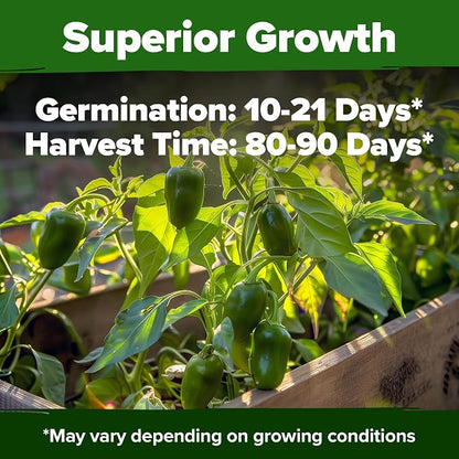 HOME GROWN Jalapeno Pepper Seeds 129+ Heirloom Non-GMO Seeds for Planting, High Germination, Mild to Medium Heat Hot Peppers, Prolific Garden Crop, Perfect for Salsa & Pickling (Capsicum annuum)