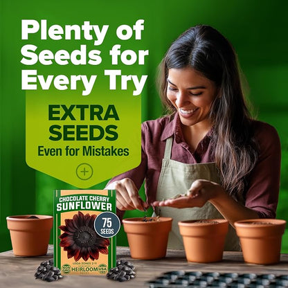 HOME GROWN Chocolate Cherry Sunflower Seeds 75 Heirloom Seeds for Planting Burgundy Sunflowers Tall Flower for Garden, Pollinators, Butterflies (Helianthus annuus)