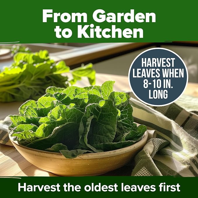 HOME GROWN Vates Collard Green Seeds Bulk Mix | 300+ Heirloom Non-GMO Seed for Fall & Winter Garden Planting | High Germination Frost Tolerant & Slow to Bolt | Nutritious Leafy Greens