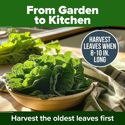 HOME GROWN Vates Collard Green Seeds Bulk Mix | 300+ Heirloom Non-GMO Seed for Fall & Winter Garden Planting | High Germination Frost Tolerant & Slow to Bolt | Nutritious Leafy Greens