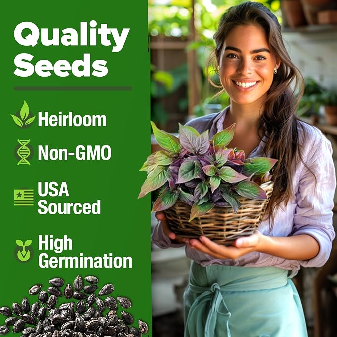 HOME GROWN Thai Basil Seeds Pack - 438 High Germination Heirloom Herb Seeds for Planting,Ideal for Growing Fresh Basil Planting Indoor or Outdoor(Ocimum basilicum VAR.thyrsiflora)