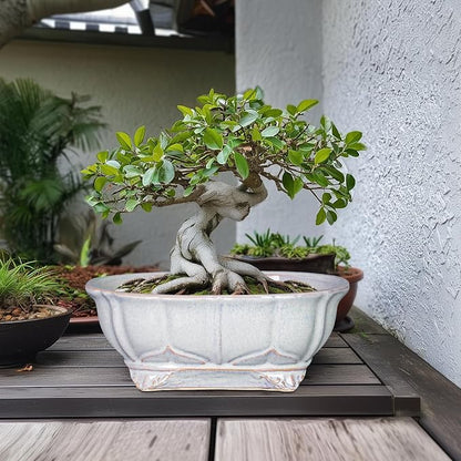 13.2 Inch Succulent Pots - Ceramic Bonsai Tree Pots with Drainage Hole, Shallow Succulent Planters for Indoor Plants Outdoor, Decorative Flower Pot, Home Decor, Plant Lover Gifts, Oval Grey