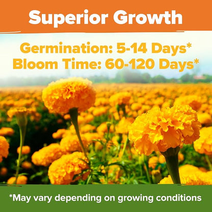 HOME GROWN Crackerjack Marigold Seeds | 4 oz / 35,000 Flower Seeds Planting Outdoor | Large Bulk Pack | High Germination, Wildflower Seed | Companion Planting
