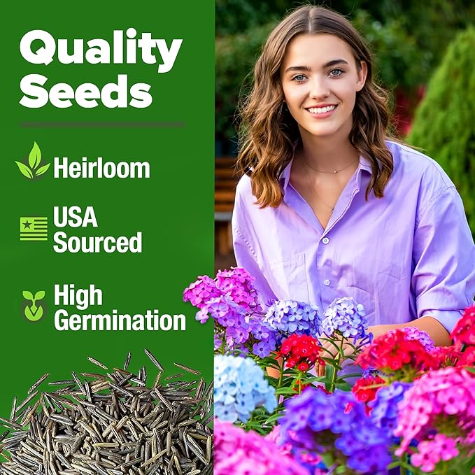 HOME GROWN Verbena Moss Seeds - 6000+ Perennial Flower Seeds for Ground Cover - Heat-Tolerant Plant Seed for Outdoor Gardening, Walkways & Erosion Control - Attracts Pollinators (Verbena Tenuisecta)