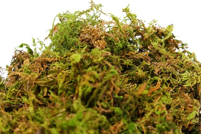 SuperMoss 23820 Mountain Moss Green Sphagnum, Mini Bale, Natural Dried