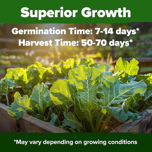 HOME GROWN Collard Greens Georgia Southern 300+ Heirloom Non GMO Seeds for Planting, High Germination, Heat & Cold Tolerant, Slow to Bolt, Nutritious Leafy Greens, Southern Cooking (Brassica oleracea)