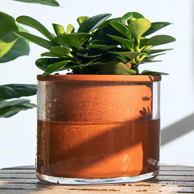 Phoenix Vine 4 Inch 6 Inch Self Watering Plants Pots, Design Terracotta Pots for Plants, Indoor Cylinder Terra Cotta Planter with Glass Vase Set, 51-A-G-46