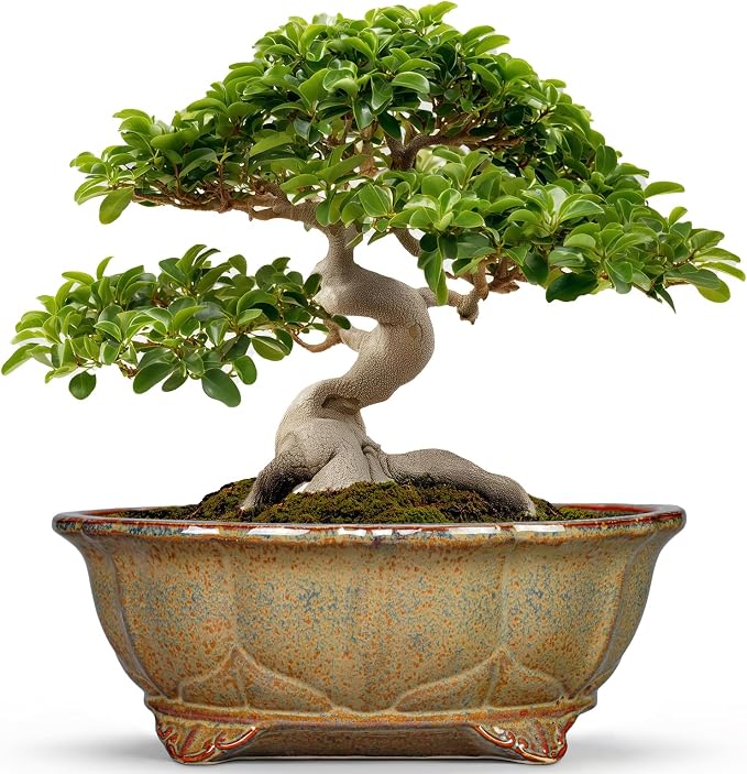 13.2 Inch Bonsai Planter - Ceramic Bonsai Pots with Drainage Hole, Succulent Pots for Indoor Outdoor Plants, Shallow Succulent Planters, Garden Decor, Gifts for Gardeners, Oval Yellowish Brown