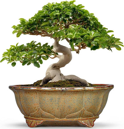 13.2 Inch Bonsai Planter - Ceramic Bonsai Pots with Drainage Hole, Succulent Pots for Indoor Outdoor Plants, Shallow Succulent Planters, Garden Decor, Gifts for Gardeners, Oval Yellowish Brown