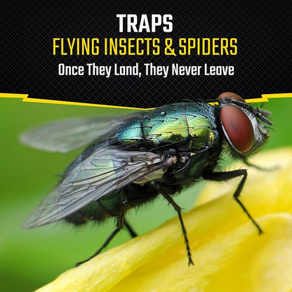 Black Flag Fly Window Traps, 4 Count (Pack of 12)