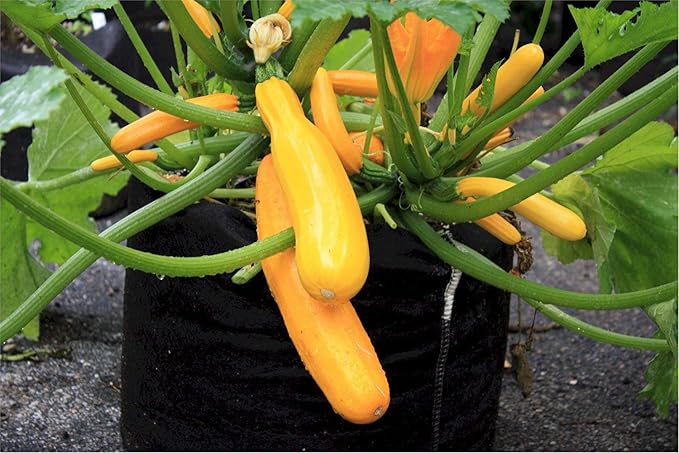 Smart Pots 800-Gallon Smart Pot Soft-Sided Container, Tan