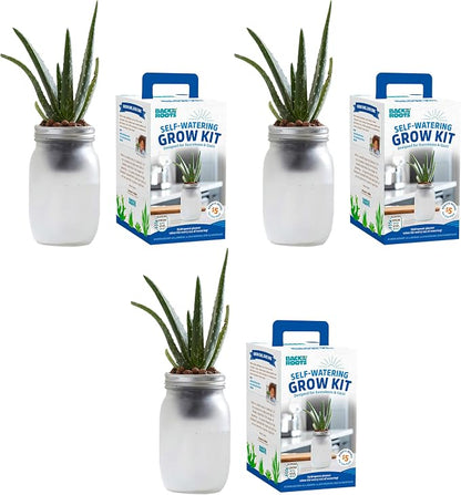 Back to the Roots Self Watering Grow Kit - Glass Hydroponic Planters for Succulents and Cacti Self-Watering System (Pack of 3)