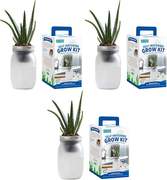 Back to the Roots Self Watering Grow Kit - Glass Hydroponic Planters for Succulents and Cacti Self-Watering System (Pack of 3)