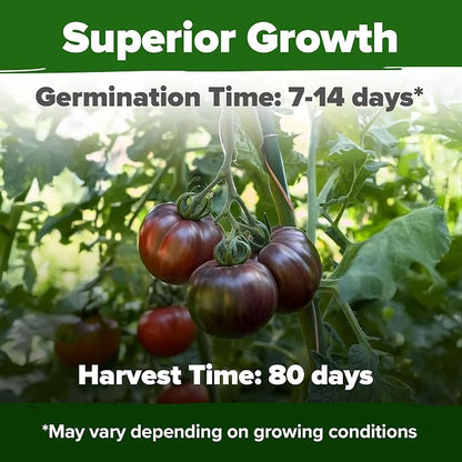 HOME GROWN Cherokee Purple Tomato Seeds 106+ Heirloom Non GMO Seeds for Planting, High Germination, Indeterminate, Rich Smoky Flavor, Large Beefsteak Slicing Tomato, Home Garden (Solanum lycopersicum)