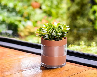 Phoenix Vine 4 Inch Self Watering Planter Pot, Terracotta Clay Pot with Glass Reservoir for Indoor Plants, Herbs, Flowers, Set of 3, 52-A-E-3