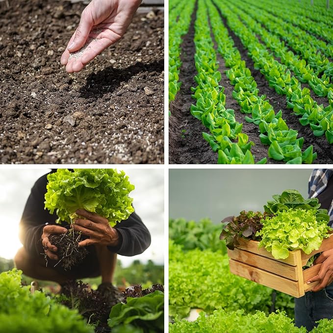 20,000+ Lettuce Seeds, Heirloom Vegetable Seed for Planting Indoor Outdoor, 10 Varieties of Fresh Salad Greens for Hydroponics Kit, Easy to Grow for Garden Beginners, Non-GMO