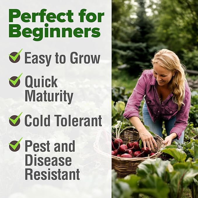 HOME GROWN Detroit Dark Red Beet Seeds 500+ Heirloom Non GMO Seeds for Planting, High Germination, Sweet & Tender Root Vegetable, Edible Greens, Canning, Pickling, Winter Storage (Beta vulgaris)