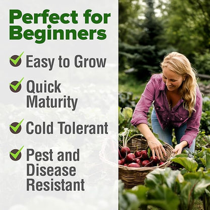 HOME GROWN Detroit Dark Red Beet Seeds 500+ Heirloom Non GMO Seeds for Planting, High Germination, Sweet & Tender Root Vegetable, Edible Greens, Canning, Pickling, Winter Storage (Beta vulgaris)