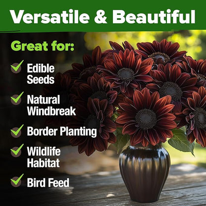 HOME GROWN Chocolate Cherry Sunflower Seeds 75 Heirloom Seeds for Planting Burgundy Sunflowers Tall Flower for Garden, Pollinators, Butterflies (Helianthus annuus)