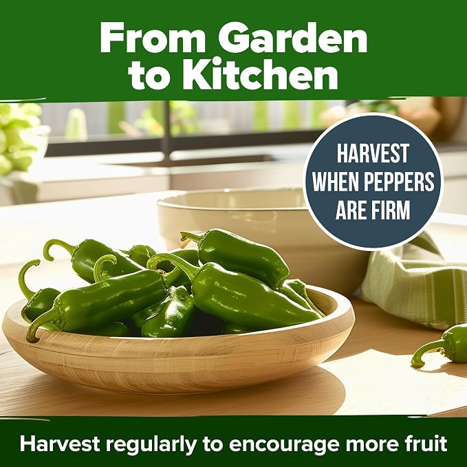 HOME GROWN Jalapeno Pepper Seeds 129+ Heirloom Non-GMO Seeds for Planting, High Germination, Mild to Medium Heat Hot Peppers, Prolific Garden Crop, Perfect for Salsa & Pickling (Capsicum annuum)