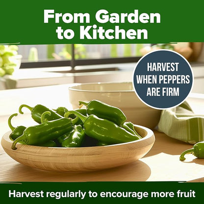 HOME GROWN Jalapeno Pepper Seeds 129+ Heirloom Non-GMO Seeds for Planting, High Germination, Mild to Medium Heat Hot Peppers, Prolific Garden Crop, Perfect for Salsa & Pickling (Capsicum annuum)