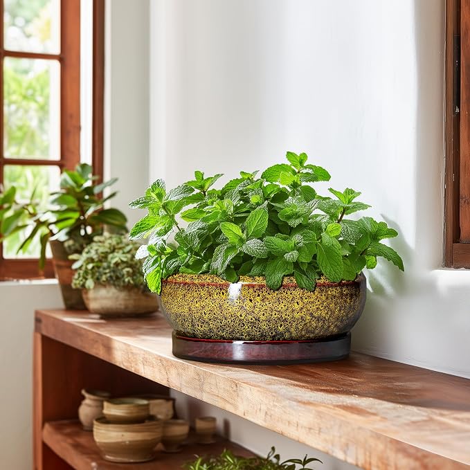 Bonsai Pots Ceramic - 10 Inch Succulent Planters Indoor Outdoor, Shallow Planter with Drainage Hole and Saucer, Round Planter Bowl, Succulent Pots, House Decor, Gifts for Plant Lover, Yellow