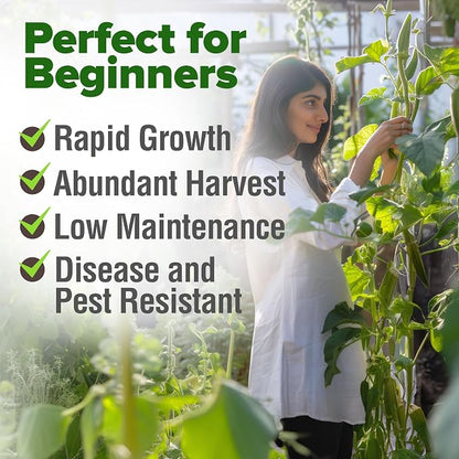 HOME GROWN Clemson Spineless Okra Seeds 101+ Heirloom Non-GMO Vegetable Seeds for Planting, Easy to Grow Summer Garden, High Germination, Heat Tolerant, Tender Green Pods (Abelmoschus esculentus)