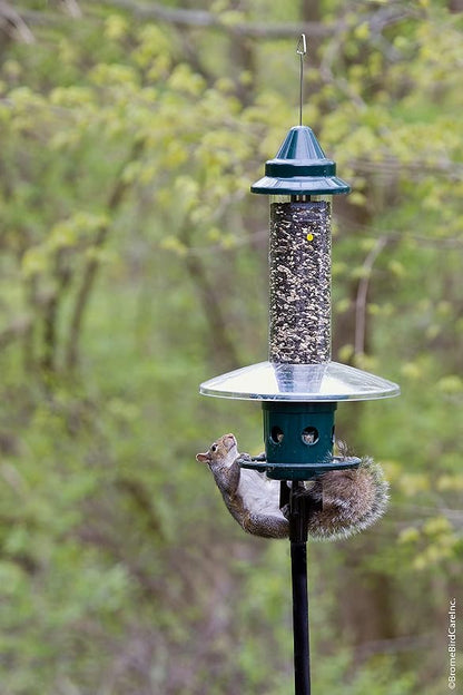 Squirrel Buster Plus Squirrel-proof Bird Feeder w/Cardinal Ring and 6 Feeding Ports, 5.1-pound Seed Capacity, Adjustable, Pole-mountable (POLE ADAPTOR SOLD SEPARATELY), Green | Squirrel-Proof Weight-Activated Shroud, Cardinal Ring, 6 Ports, 5.1 Lb Capa...