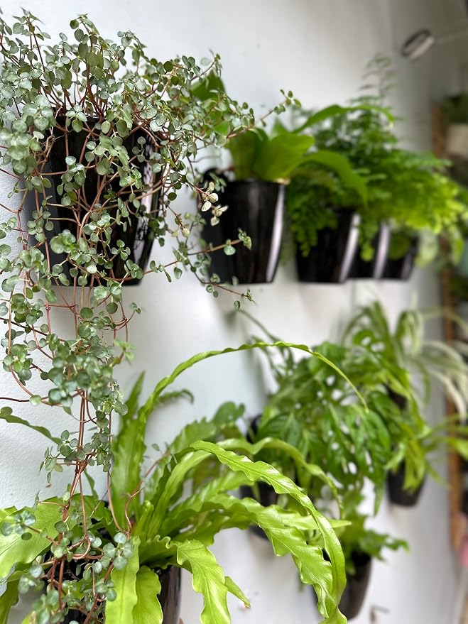 LaLaGreen Indoor Wall Planters (5in, 10 Pack) Self Watering Hanging Pots | Eco Wall Mounted Planter System Living Plant Holder Trendy Live Wall Garden Outdoor for Herb Garden Home Decor