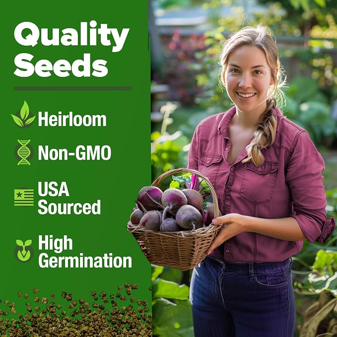 HOME GROWN Detroit Dark Red Beet Seeds 500+ Heirloom Non GMO Seeds for Planting, High Germination, Sweet & Tender Root Vegetable, Edible Greens, Canning, Pickling, Winter Storage (Beta vulgaris)