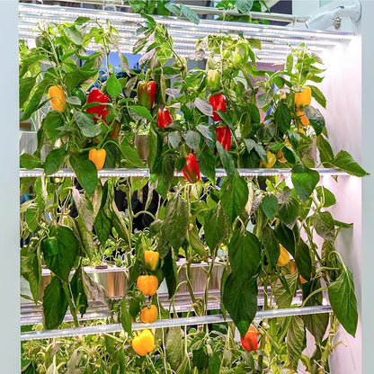 600+ Pepper Seeds, 10 Varieties Hot and Bell Pepper Seeds Garden Kit | Heirloom Vegetable Seed for Planting Indoor Outdoor, Non-GMO Home Fresh Food Hydroponic Veggie Supply
