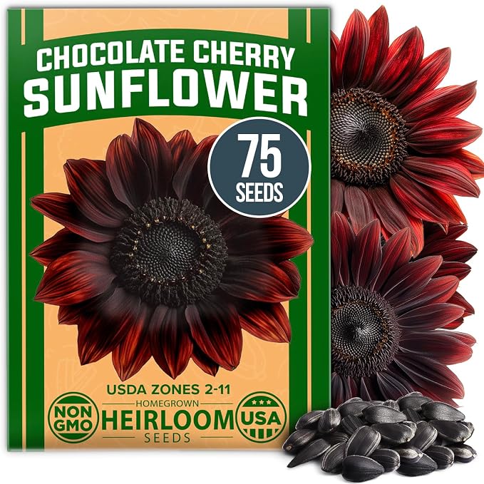 HOME GROWN Chocolate Cherry Sunflower Seeds 75 Heirloom Seeds for Planting Burgundy Sunflowers Tall Flower for Garden, Pollinators, Butterflies (Helianthus annuus)