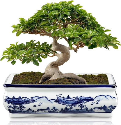 Blue and White Ceramic Bonsai Pot Large Shallow Bonsai Trees Pot Planter for Outdoor Use, 9" Ceramic Plant Pots with Drainage Hole for Cacti, Orchids, Succulents, Bonzie Tree Pots for Patio, Garden