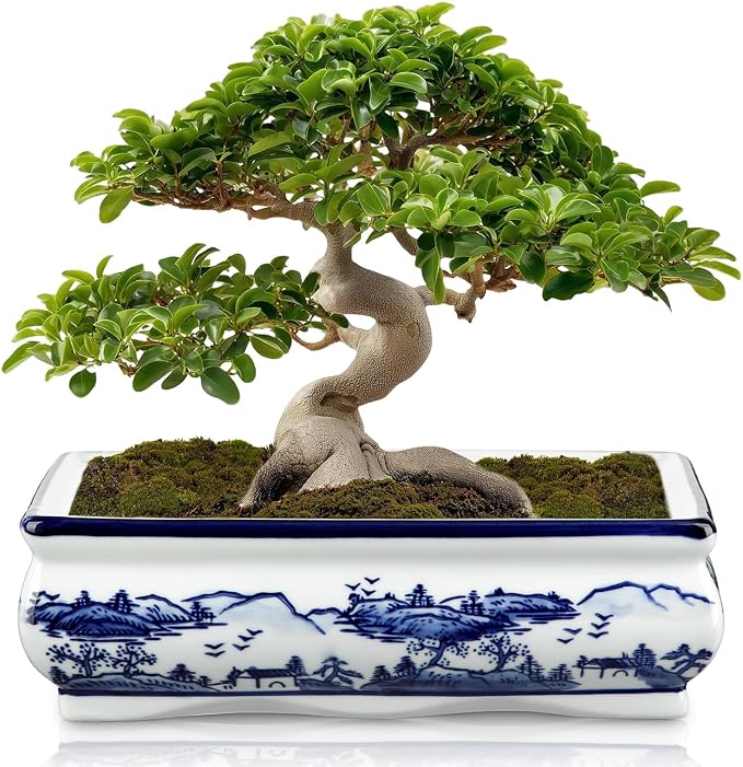 Blue and White Ceramic Bonsai Pot Large Shallow Bonsai Trees Pot Planter for Outdoor Use, 9" Ceramic Plant Pots with Drainage Hole for Cacti, Orchids, Succulents, Bonzie Tree Pots for Patio, Garden