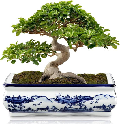Blue and White Ceramic Bonsai Pot Large Shallow Bonsai Trees Pot Planter for Outdoor Use, 9" Ceramic Plant Pots with Drainage Hole for Cacti, Orchids, Succulents, Bonzie Tree Pots for Patio, Garden