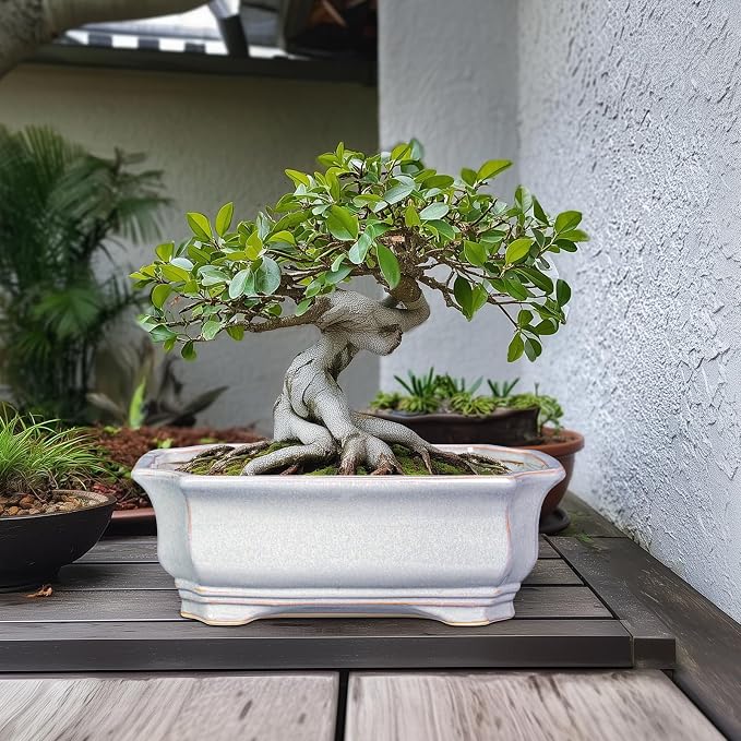 Bonsai Pots Ceramic - 13.7 Inch Succulent Planters with Drainage Hole, Bonsai Planters for Indoor Succulent Plants, Decorative Plant Pots, Front Porch Decor, Gardening Gifts, Rectangular Grey