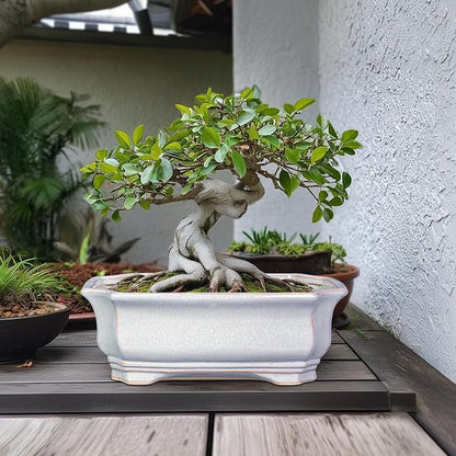 Bonsai Pots Ceramic - 13.7 Inch Succulent Planters with Drainage Hole, Bonsai Planters for Indoor Succulent Plants, Decorative Plant Pots, Front Porch Decor, Gardening Gifts, Rectangular Grey