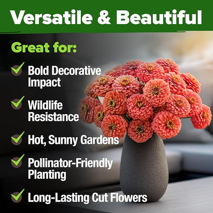 HOME GROWN Coral Zinnia Seeds (1g) – 300 Zinnia elegans Annual Flower Seeds for Planting Outdoors – Heat Tolerant Easy Summer Flowers to Plant – Herb Seed Companion for Pollinator Garden Beds for 2026