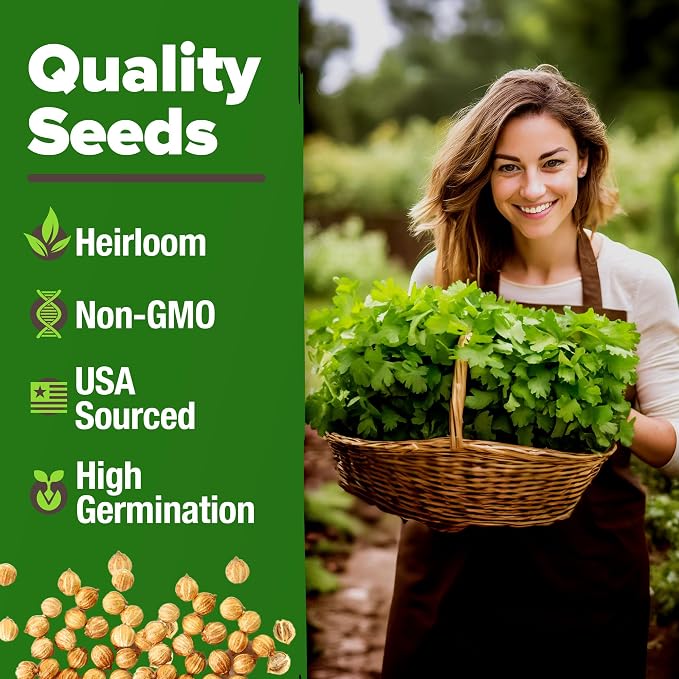 HOME GROWN Non GMO 500+ Cilantro Seeds (Fast Growing) Heirloom Coriander Seeds for Planting Indoors & Outdoors Santo Cilantro Herb for Kitchen Garden, High Germination