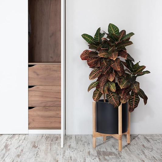 D'vine Dev Plastic Pot with Natural Wood Stand, Black, 12 in, 55-C-P-2 | Mid-Century Inspired Design, Elevated Plant Display, Clean Lines, Sturdy Support, Modern Space-Saving Style