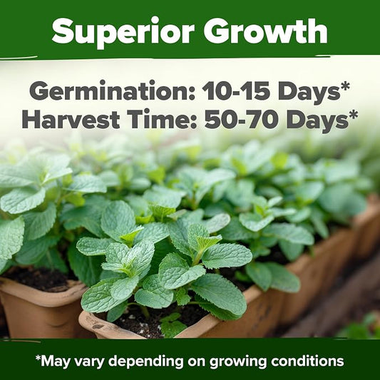 HOME GROWN Non GMO Common Mint Seeds (Bulk Pack) 1,800 Heirloom Herb Seeds, USA Sourced | Ideal for Planting Outdoors or Indoors for a Fresh Mint Tea Garden (Mentha spp)