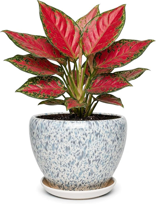 7.5 Inch Ceramic Plant Pot with Drainage Hole Mesh Net,Modern Gardening Pots for Indoor Plants with Saucer, Spotted Blue