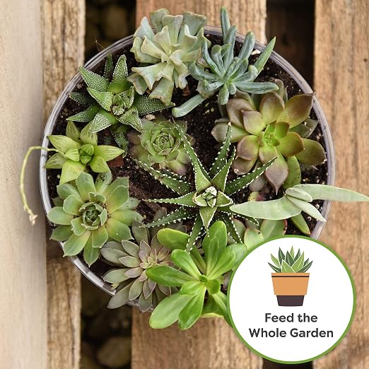 Perfect Plants Liquid Cactus & Succulent Fertilizer 8oz. | Food for Live Succulents, Cacti, Aloe & More | Indoor and Outdoor Use with Every Watering