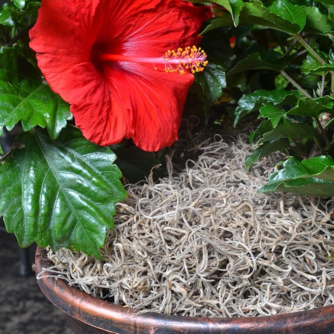 Mosser Lee Spanish Moss – Natural Decorative Moss for Houseplants, Soil Cover, Crafts, Terrariums & Floral Arrangements - 400 Cubic Inches (Approx 9oz)