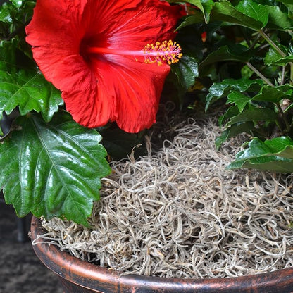 Mosser Lee Spanish Moss – Natural Decorative Moss for Houseplants, Soil Cover, Crafts, Terrariums & Floral Arrangements - 400 Cubic Inches (Approx 9oz)