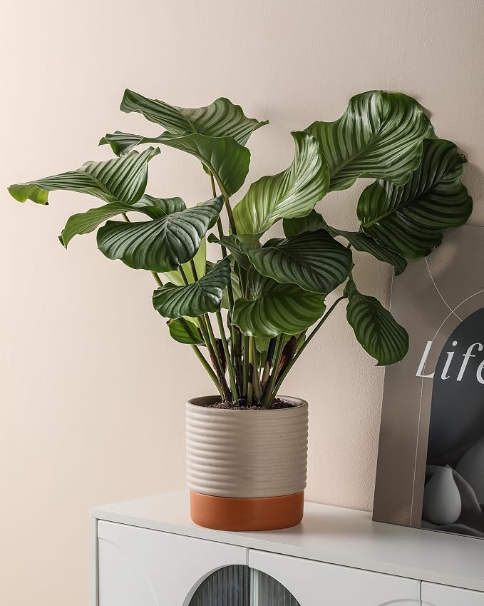8 Inch Ceramic Self Watering Planter with Drainage Hole, Beige | Indoor Plant Pot with Water Storage Plus - for African Violet, Herbs & Pothos - Home & Office Decor, Cylinder Round