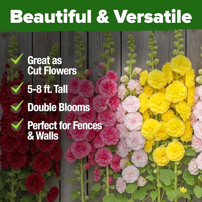 HOME GROWN Hollyhock Summer Carnival Mix Flower Seeds – Alcea Rosea, Premium Annual Flower Seeds, 1000 Seeds for Planting Flowers, High-Germination Flower Seed Bulk Pack