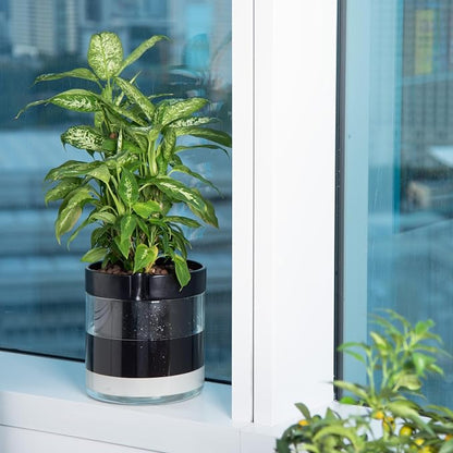 Phoenix Vine 10 Inch Self Watering Terracotta Planter, Black Terracotta Clay Pot with Glass Reservoir for Indoor Plants, Herbs, Flowers, Set of 1, 52-C-I-1